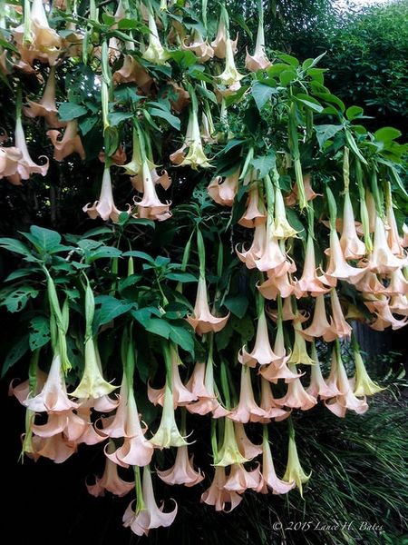 Angel Trumpet Plant, Angels Trumpet, Angel Trumpet, French Country Garden, Poisonous Plants, Rooftop Garden, Pretty Plants, Exotic Plants, Country Gardening