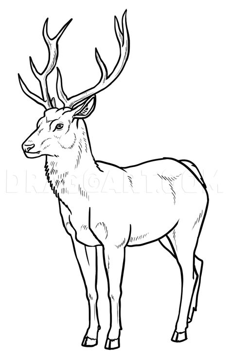 How To Draw Deer, Step by Step, Drawing Guide, by makangeni | dragoart.com How To Draw Deer, Deer Drawing Easy, Draw Deer, Deer Outline, Urs Polar, Deer Drawing, Sika Deer, Easy Animal Drawings, Cai Sălbatici