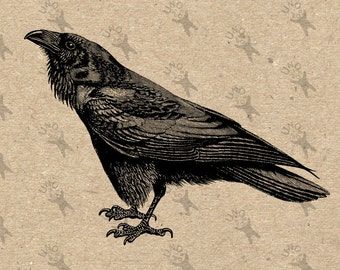 Crow Illustration, Black White Drawing, Crows Drawing, Altered Art Jewelry, Parchment Background, Image Halloween, Raven Bird, Birds Print, Crow Bird