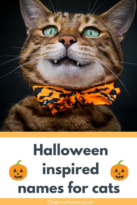 Have a new kitten in your home? Here are 100 spooky Halloween inspired name ideas to help you pick the perfect halloween name for your pet #cat #catcare #halloween Halloween Themed Names, Spooky Cat Names, Orange Cat Names, Halloween Names For Cats, Ginger Cat Names, Witchy Names, Kitten Names Girl, Boy Cat Names, Girl Cat Names