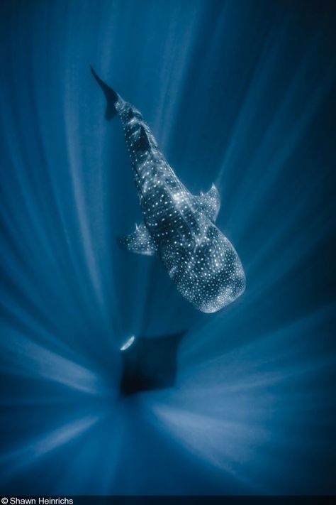 Whale Shark Diving, Sea Creatures Art, Bbc Earth, App Background, Black And White Picture Wall, Shark Swimming, Cute Whales, Ocean Wallpaper, Ocean Vibes