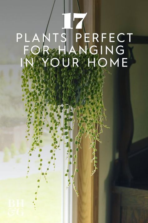 Hanging Plants Indoor Glass Bowl, Best Hanging Plants Indoor, Best Indoor Hanging Plants, Hanging Indoor Plants, Indoor Hanging Plants, Pot Gantung, Hanging Plants Outdoor, Hanging Plants Diy, Indoor Plant Wall