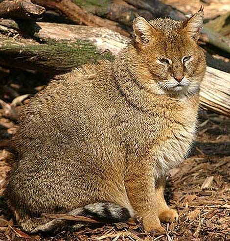 felis chaus Chausie Cat, Black Footed Cat, Cats Orange, Small Wild Cats, Sand Cat, Spotted Cat, Cat Species, Jungle Cat, Exotic Cats