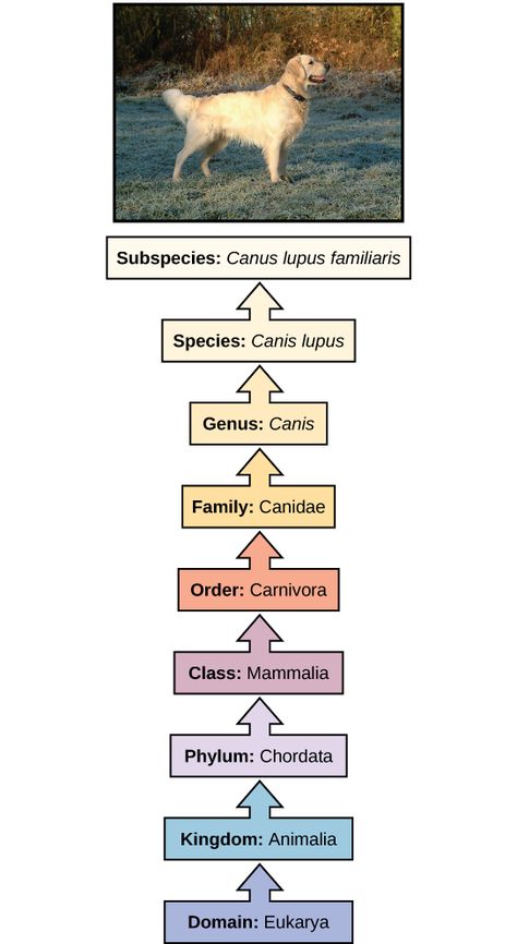 The illustration shows the classification of a dog, which belongs in the domain Eukarya, kingdom Animalia, phylum Chordata, class Mammalia, order Carnivore, family Canidae, genus Canis, species Canis lupus, and the subspecies is Canis lupus familiaris. Phylogenetic Tree Biology, Classification Of Animal Kingdom, Taxonomy Biology Notes, Kingdom Animalia Notes, Biology Classification, Taxonomy Classification, Taxonomy Biology, Vet Pictures, Biological Classification