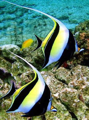 Moorish Idols = Impossible to keep? | REEF2REEF Saltwater and Reef Aquarium Forum Moorish Idol, Creature Marine, Bawah Air, Pretty Fish, Fauna Marina, Life Under The Sea, Salt Water Fish, Ocean Floor, Beautiful Sea Creatures