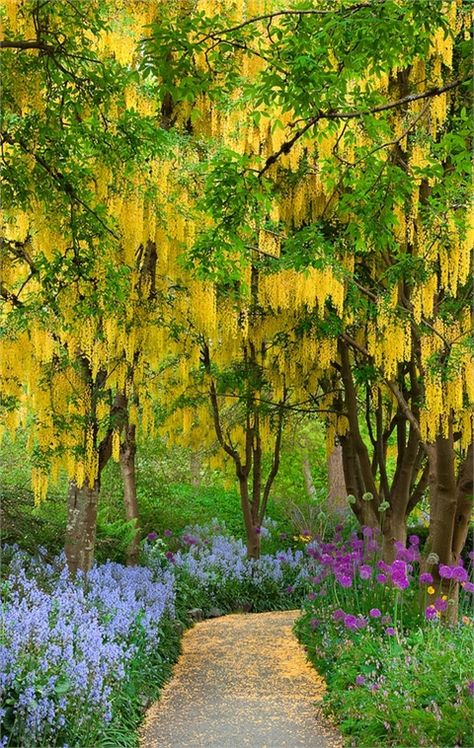 -Golden chain tree, Laburnum, Van Dusen Botanical Garden, Vancouver BC- Top 20 Beautiful Nature & Places In Canada. Peaceful Images, Golden Chain Tree, Country Walks, Natural Path, Festival Photos, Trees And Flowers, Magic Garden, Secret Gardens, Golden Chain