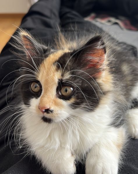 Youtuber Dr, Calico Cats, Calico Cat, Three Color, Tri Color, Cats And Kittens, Vision Board, Gray Color, Kittens