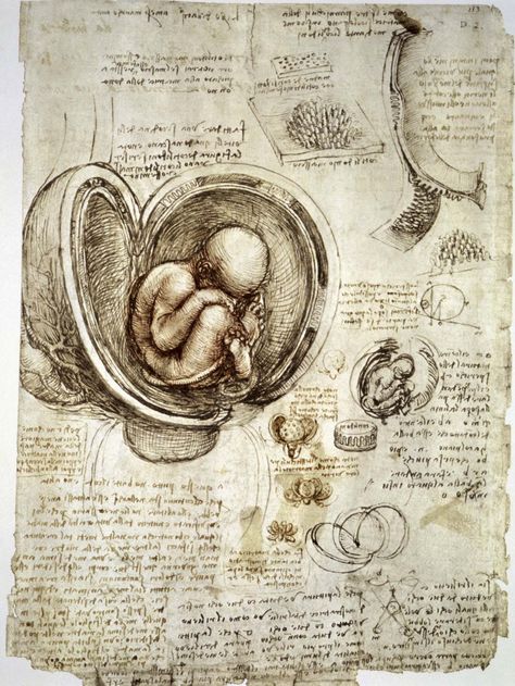 Human fetus, pen-and-ink studies by Leonardo da Vinci, c. 1510. Leonardo Da Vinci Dibujos, Drawing Book Pdf, Intricate Drawings, Vitruvian Man, Italian Painters, Anatomy Drawing, Anatomy Reference, Old Book, Salvador Dali