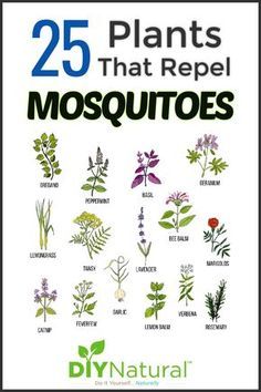 We have no screens around our porch so we use mosquito repelling plants to keep those pesky insects away. Here is a list of 25 plants that repel mosquitoes! Mosquito Repellent Plants, Plants That Repel Flies, Insect Repellent Plants, Plants That Repel Mosquitoes, Repel Mosquitos, Diy Mosquito Repellent, Plants That Repel Bugs, Mosquito Plants, Repellent Plants