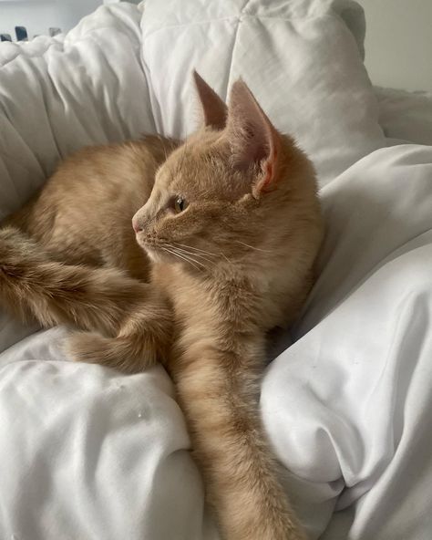 Blonde Cat Aesthetic, Blonde Kitten, Blond Cat, Dream's Cat, Blonde Cat, Ginger Cat, Cute Cats Photos, Orange Cats, Yellow Cat