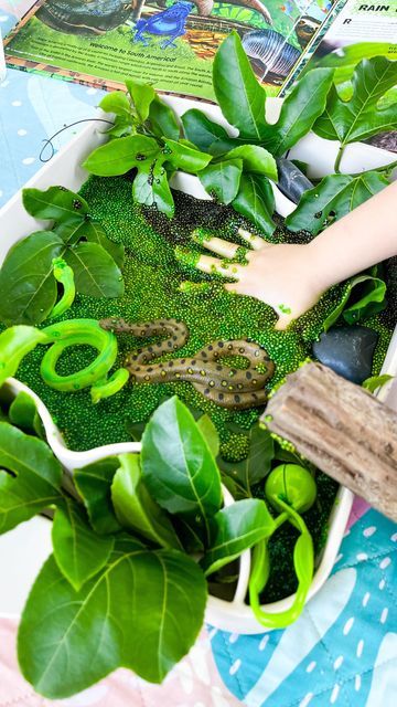 Rainforest Sensory Activities, Rainforest Sensory Bin, Reptiles Preschool, Water Ritual, Green Tree Python, Tree Python, Soak Chia Seeds, Prewriting Skills, Toddler Themes