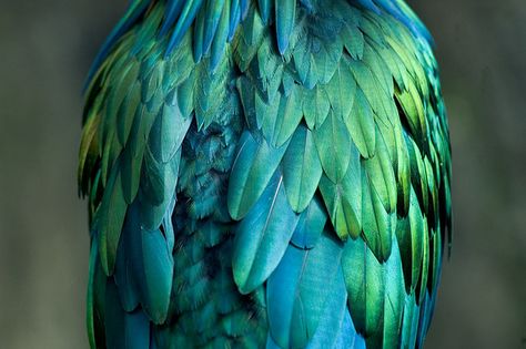 A Beautiful Bird in Central Park Zoo by RJSWILSON She Wolf, Image Nature, Feather Wings, Green Bird, Shades Of Turquoise, Blue Feather, Aqua Turquoise, Feeling Blue, Bird Photography