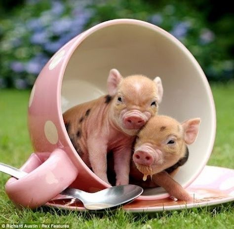 Community: 15 Pictures Of Teacup Pigs With Actual Teacups Mini Teacup Pigs, Piggy Pictures, Widget Backgrounds, Teacup Piggies, Teacup Piglets, Teacup Pig, Wee Wee, Animal Collective, Miniature Pigs