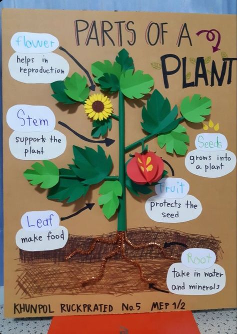 Science Board Ideas Classroom, Plant Science Projects, Parts Of Plants Project Ideas, Science Project Ideas For School Creativity, Plant Science Preschool, Ukg Class Project Work, Plant Life Cycle Science Project, Plant Learning Activities, Part Of The Plant Activities