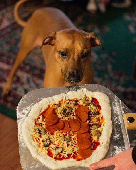 Dog Friendly Pizza, Pizza For Dogs Recipe, Puppy Pizza Recipe, Pizza Dogs Recipes, Pizza For Dogs, Dog Pizza Recipe, Enrichment For Dogs, Cutlet Recipes, Pup Treats