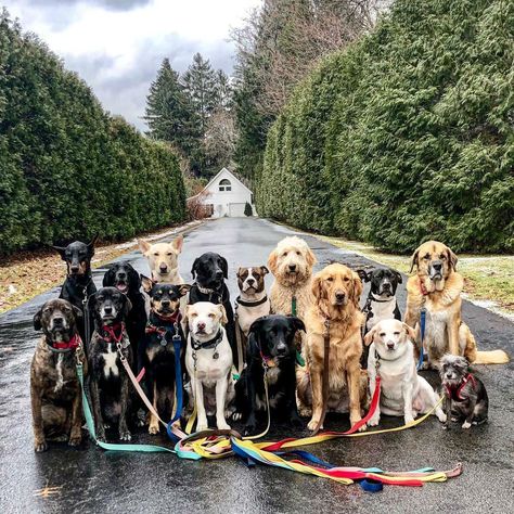 Walking Pictures, Dog Walking Services, Dog Pack, Dog Walking Bag, Animals Amazing, Dog Rules, Cute Dogs And Puppies, Pet Life, Dog Pin