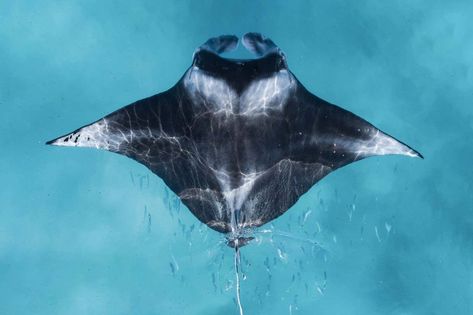 Manta Ray Pictures, Reef Manta Ray, Manta Ray Painting, Oceanic Manta Ray, Pressure Oc, Crocodile Pictures, Giant Manta, Sting Rays, Chess Design