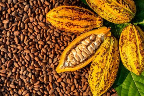 Aromatic cocoa beans as background, coco... | Premium Photo #Freepik #photo #background #food #tree #texture Cocoa Fruit, American Chocolate, Angina Pectoris, Cocoa Beans, Chocolate Fruit, Cacao Beans, Raw Cacao, Theobroma Cacao, Healthy Chocolate