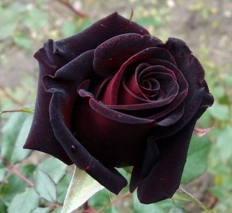 The Black Baccara rose with its velvet petals is the closest breeders have come to producing a naturally black rose. It is the darkest, most mysterious rose of them all. On its edges, the Baccara rose is almost black, but as the blossom unfurls, it reveals interior petals which are a rich burgundy red. Black Baccara Roses, Black Baccara, Black Rose Flower, Wallpaper Rose, Goth Garden, Rare Roses, Fragrant Roses, Gothic Garden, Rose Seeds