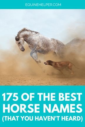 Beautiful Horse Names, Cool Horse Names, Western Horse Names, Horse Show Names, Horses Names, Best Horse Names, Western Horse Riding, Horse Ownership, Buy A Horse