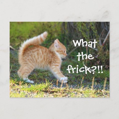 Funny Surprised Cat. What the frick? Postcard Surprised Cat, Kitten Quotes, Ginger Kitten, Funny Postcards, Kitten Lover, Silly Cats Pictures, Animals Funny, Kitten Gif, Super Cute Animals