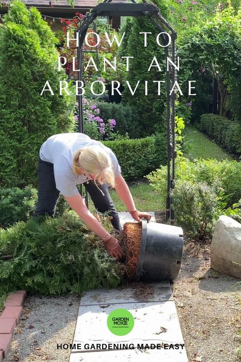 Arborvitae Fence, Arborvitae Landscaping, Conifers Garden, Arborvitae Tree, Large Backyard Landscaping, Fence Plants, Privacy Landscaping, Planting Trees, Large Backyard