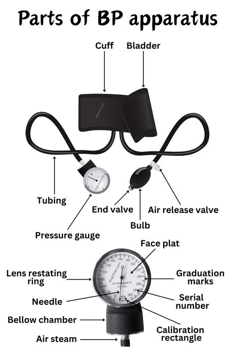 Parts of BP Apparatus Names - Medical Terms and Vocabulary Medical Vocabulary, Medical Notes, Nursing School Essential, Quiz With Answers, Basic Anatomy And Physiology, Nurse Study Notes, Biology Facts, Medical Student Study, Nursing School Survival