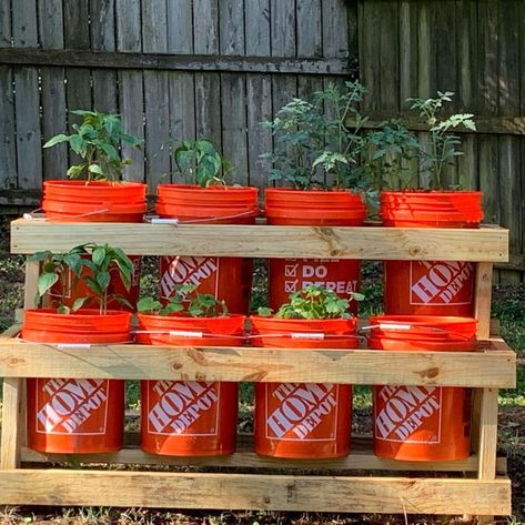 12 bucket garden ideas 4 Tomato Bucket Planting, Bucket Garden Ideas, Bucket Garden, Tomato Planter, Diy Bucket, Bucket Planters, Garden Plant Stand, Bucket Gardening, Diy Planter Box