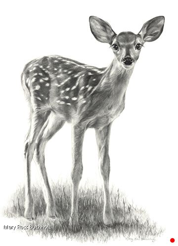 Spring Fawn ...$4500 by Drawings, Graphite & Charcoal, 22 x 16 Penguin Sketch, Deer Drawing, Bear Artwork, Deer Illustration, Animal Drawings Sketches, Nature Sketch, Bear Sculptures, Spirit Animal Art, Baby Duck