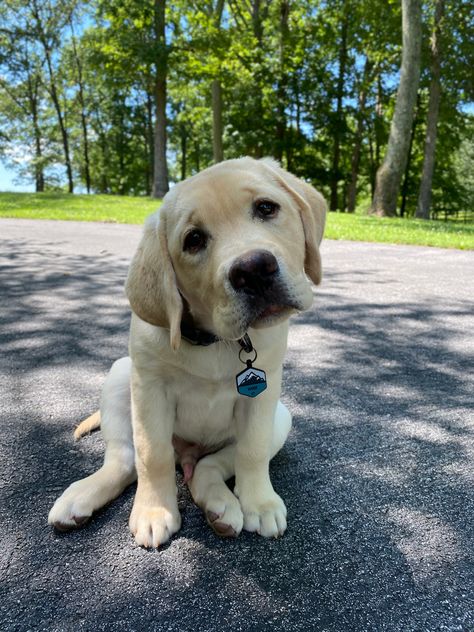 Yellow Labrador puppy named woof Lab Puppies Yellow, Aesthetic Labrador, Lab Retriever Puppy, English Labrador Retriever, English Lab Puppies, Labs Dogs, Cute Labrador Puppies, Yellow Labrador Puppy, Yellow Lab Puppy