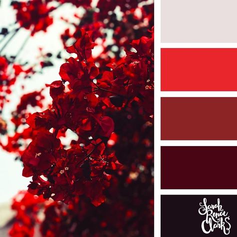 Red Color Palette, Classic Color Palette, Spring Color Palette, Allen Walker, Color Catalog, Red Colour Palette, Color Schemes Colour Palettes, Color Trends Fashion, Color Palette Design