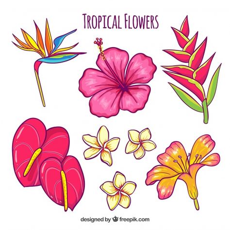 Hand drawn tropical flower set | Free Vector #Freepik #vector #freeflower #freefloral #freeflowers #freehand Drawing Of Different Flowers, Tropical Flower Doodle, Flower Drawing Hawaiian, Island Flowers Drawing, Hand Drawn Poster Ideas, Simple Tropical Flower Drawing, Tropical Things To Draw, Hawaiian Flower Illustration, Hawaii Aesthetic Drawing