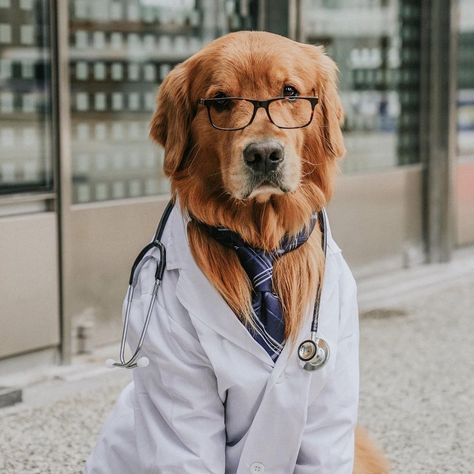 The Dogtor will see you now! 🐾 We put together a list of common summertime hazards to help keep your pooch out of the emergency room this season. A Vetster vet is only a video call away if your pet gets into trouble: bit.ly/vsummeremergencies 🩺 📸 IG livingthatgoldenlife Grooming Business, Dog Grooming Business, Pet Vet, Dog Wallpaper, Therapy Dogs, Animal Hospital, Dog Drawing, Happy Healthy, Dog Health