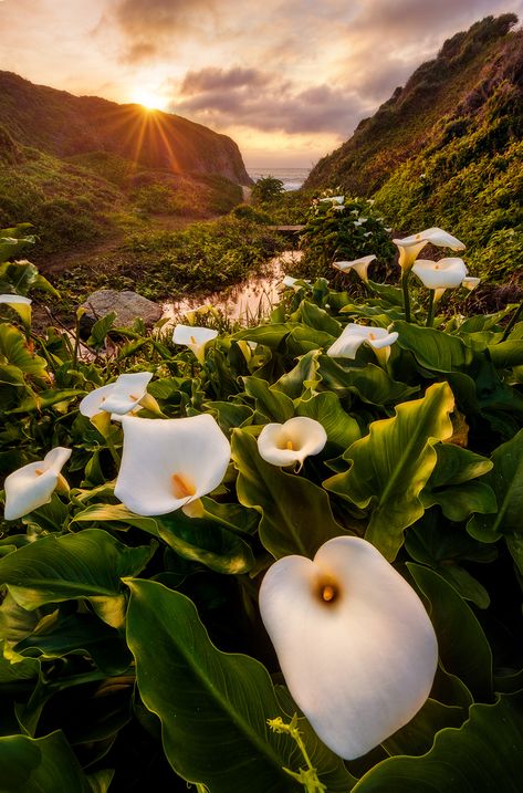 Tips for focus stacking. Deep Depth Of Field Photography, Depth Of Field Photography, Deep Depth Of Field, Photoshop Landscape, Field Photography, Beautiful Landscape Photography, Fine Art Landscape Photography, Landscape Photography Tips, Big Sur California