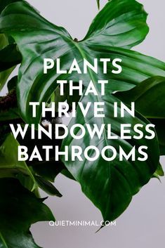 Faux Bathroom Window, No Window Bathroom Plants, Orchid In Bathroom Ideas, No Light Bathroom Plants, Windowless Bathroom Plants, Best Plants For Bathroom With No Window, Windowless Toilet Ideas, Plants Bathroom No Window, Small Bathroom Ideas Windowless