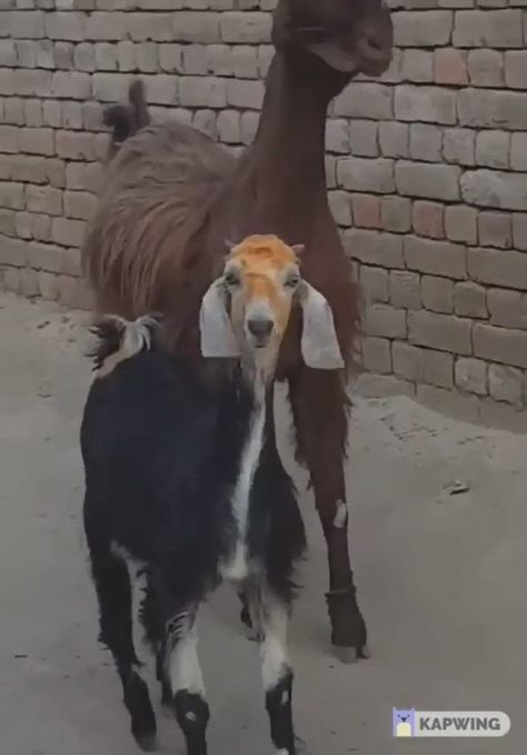 Cai Sălbatici, Dancing Animals, Goats Funny, Psy I Szczenięta, Cute Goats, Haiwan Peliharaan, 웃긴 사진, Cute Wild Animals, Funny Animal Memes