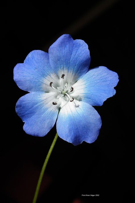 Perfect Blue Flower close-up.  Use for study or model for applique of 5 petal flower in any color. Visible veins suggest quilting or thread sketching.  Free image available for download at piblicdomainpictures.net. Natural Forms Gcse, Close Up Art, Foto Macro, Natural Form Art, Reference Photos For Artists, Flower Close Up, Výtvarné Reference, Macro Flower, Pola Kartu