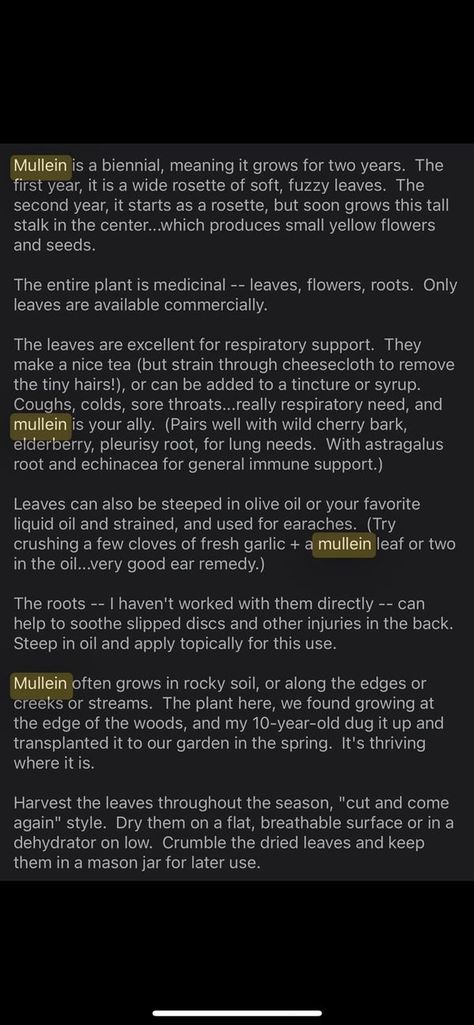 Marvelous Mullein 💚🌿 | Mullein 💚✨🌿 (Not my post but still informational) | Facebook Mullien Leaf Recipes, Mullein Tea Recipe, Mullein Tea, Mullein Leaf, Food Knowledge, Small Yellow Flowers, Medicine Chest, Holistic Remedies, Cheese Cloth