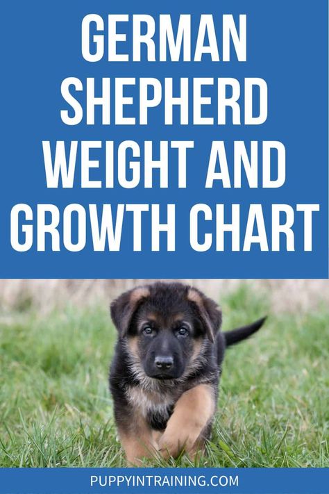 German Shepherd Weight and Growth Chart - Puppy In Training Training German Shepherd Puppies, Cesar Millan Puppy Training, German Shepherd Puppy Training, German Shepard Training, Dog Weight Chart, Puppy Growth Chart, Gsd Training, German Shepherd Care, German Shepherd Colors