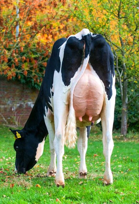 Cow Holstein, Gado Leiteiro, White Cows, Animal Poses, Show Cows, Animal Inspiration, Holstein Cows, Dairy Cow, Cow Calf