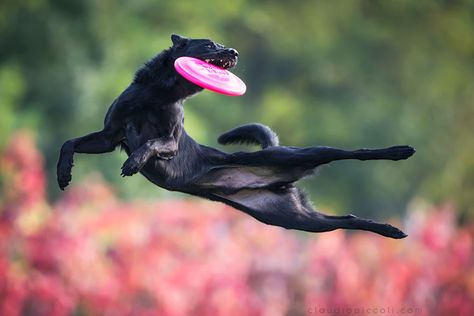 Jumping Dog, Dog Jumping, Flying Discs, Flying Dog, Australian Kelpie, Dog Poses, Dog Photograph, Sporting Dogs, Photo Series