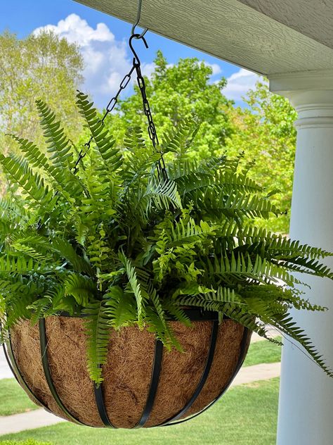 Plants For Shaded Porch, Patio With Plants, Best Hanging Plants, Hanging Planters Outdoor, Fern Planters, Landscape Ideas Front Yard Curb Appeal, Front Porch Plants, Hanging Ferns, Porch Plants