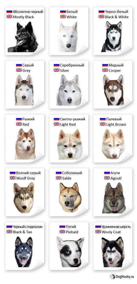 Siberian Husky Colors, Siberian Husky Funny, Husky Colors, Cute Husky Puppies, Sled Dogs, Dog Quotes Love, Husky Funny, Alaska Usa, Cute Husky