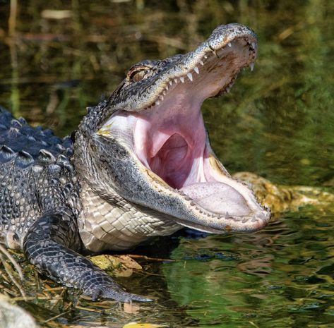 Alligator Reference Photo, Crocodile Facts, Crocodile Species, Jurassic Craft, American Crocodile, Nile Crocodile, Tattoo Nature, Saltwater Crocodile, American Alligator