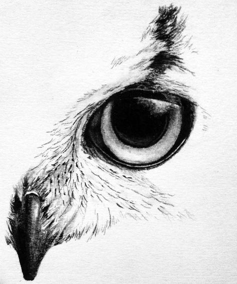 kayfoart — commission Owl Drawing Simple, Owl Tattoo Drawings, Owl Sketch, Eye Ideas, Bird Sketch, Owl Tattoo Design, Eye Sketch, Owl Eyes, Sketch Tattoo