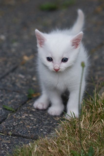 looks like my maci when she was a baby White Kitten, Kitty Stuff, Siamese Kittens, Image Chat, Adorable Kitten, White Kittens, Baby Kittens, White Cats, Cute Cats And Kittens