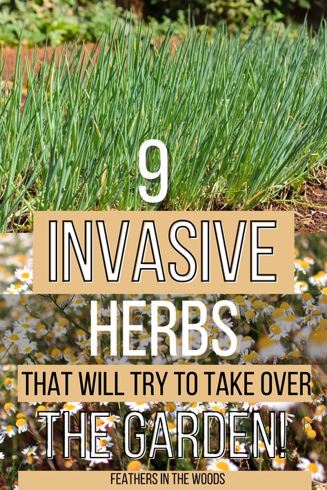 Herbs that want to take over your garden Herbs In Garden Ideas, Backyard Herb Garden Ideas Landscapes, What Herbs Are Perennials, Simple Herb Garden Ideas, Outdoor Herb Garden Design Layout, Herbs In Flower Bed, Herb Garden In Ground, Garden Herbs Outdoor Planters, Full Sun Herb Garden