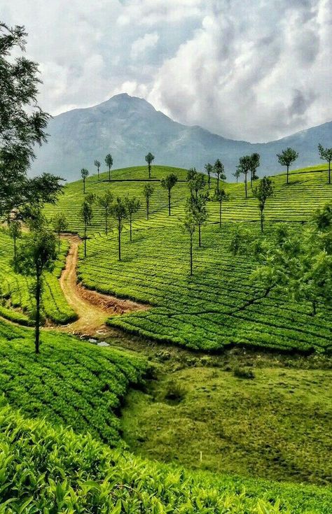 Beautiful Hills Nature, Kerala Best Places To Visit, Nature Photography Indian, Kerala Places Photography, Kerela Aesthetic Pictures, Kerala Backwaters Photography, Munnar Hill Station, Kerala Scenery Nature, Beauty Of Kerala