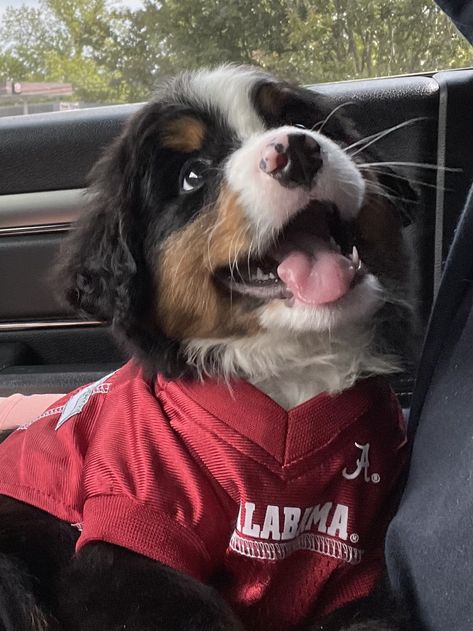 3 Month Old Puppy, Ras Anjing, Bernese Dog, Bernese Mountain Dog Puppy, 3 Month Old, Coffee And Donuts, Cute Dog Photos, Homeless Dogs, Cute Animals Puppies