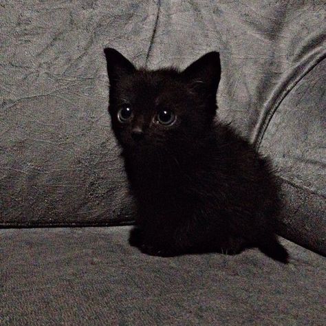 Black Kitten, You Never, A Small, Internet, Energy, Tumblr, Memes, Black, Art